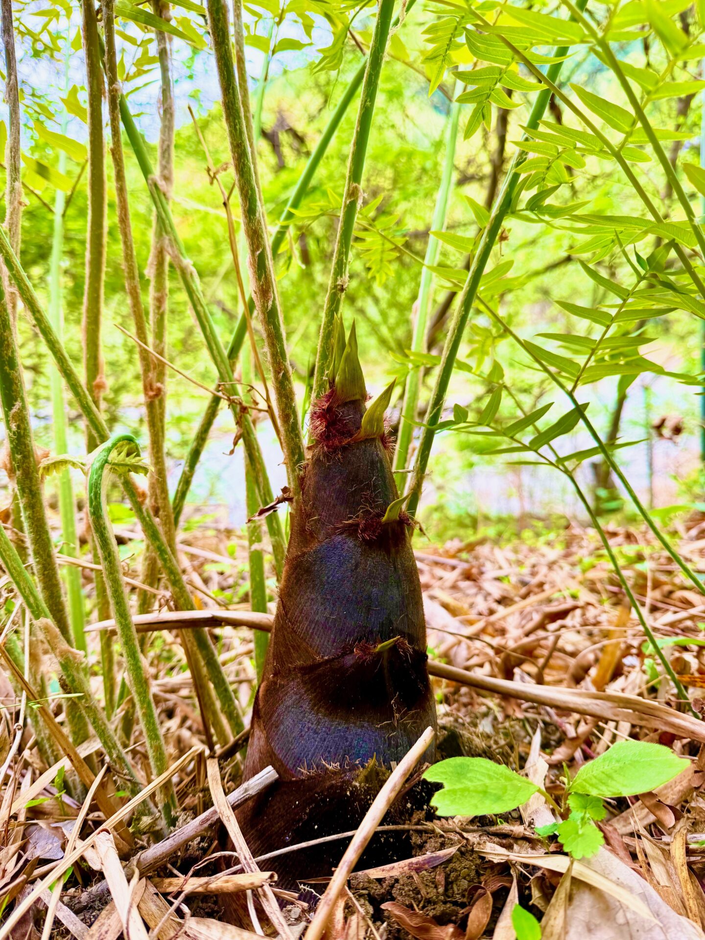 『タケノコ狩り』が今年も！🥰