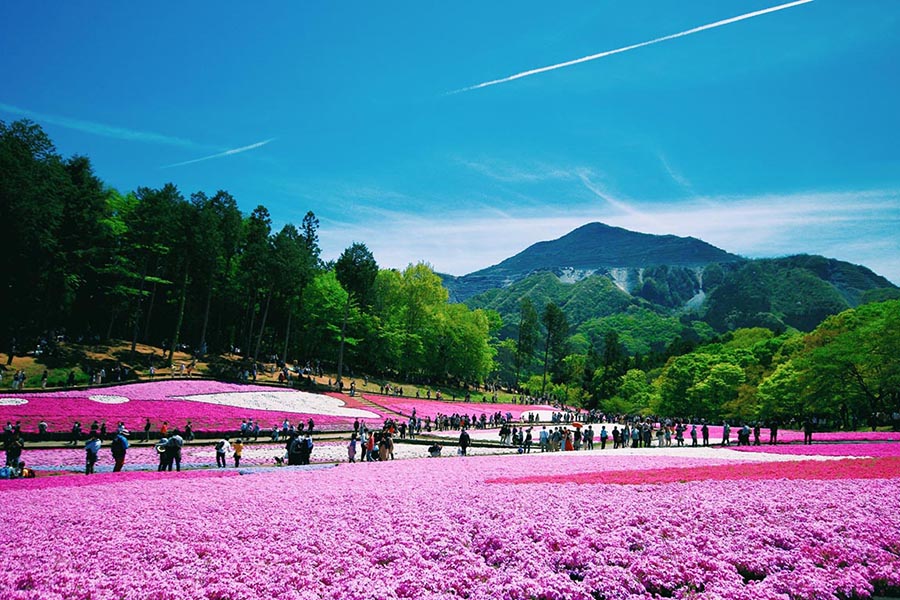 「もうすぐ見頃！秩父・芝桜の絶景🌸羊山公園の芝桜の丘」